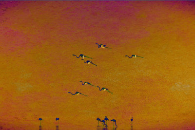flamingos in flight-1.jpg