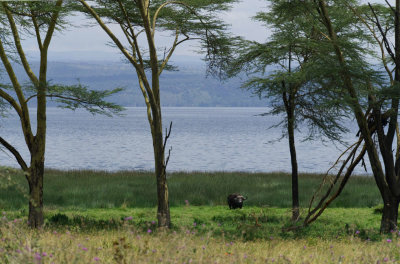 animals_of_masai_mara