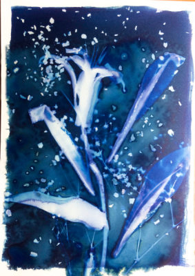 leaf cyanotype IMG_4232.JPG