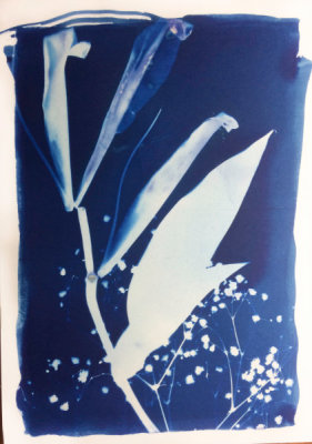 leaf cyanotype IMG_4233.JPG