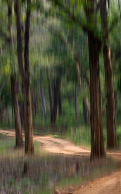 kabini_karnataka