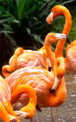 flamingo ay jurong_DSF1361.jpg