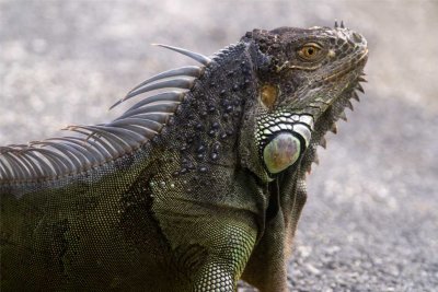 giant iguana_DSF1429.jpg