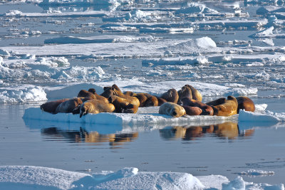 Walrusses (Ellesmere Island) 2