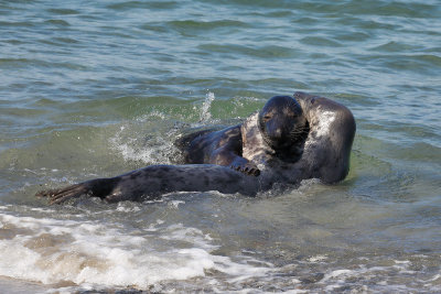 Gray Seals 2