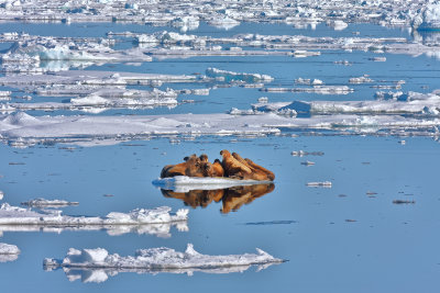 Walrusses (Ellesmere Island)