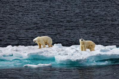 Polar Bear Encounter (Spitsbergen)