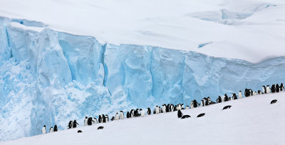 Antarctic Fauna