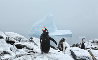 Gentoo Penguins (Petermann Island)