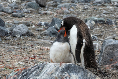 Gentoo Penguins Feeding