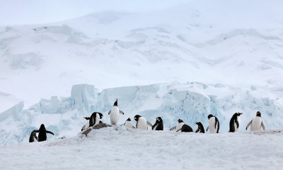 Gentoo Penguins (Neko Harbor)