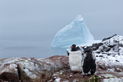 Gentoo Penguins  (Petermann Island)