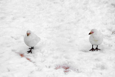 Snowy Sheathbills