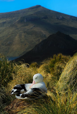Southern Royal Albatros Breeding  (Campbell Island)