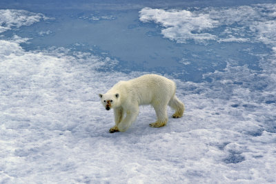 Polar Bear (Franz-Josef-Land)