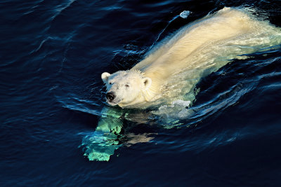 Polar Bear (Spitsbergen)