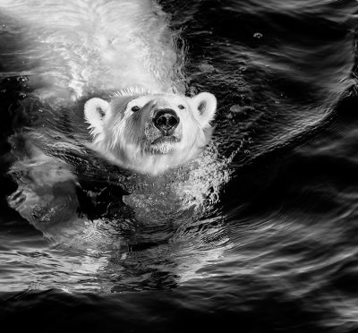 Polar Bear (Spitsbergen)  2
