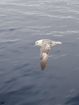 Fulmar boral, Mer de Baffin