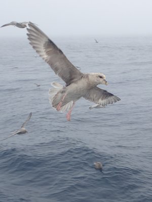 Fulmar boréal, Mer de Baffin