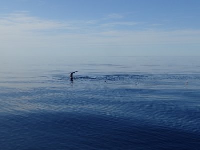 Cachalot macrocéphale, Mer de Baffin