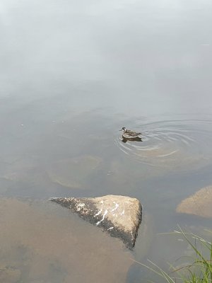 Phalarope à bec étroit, Sisimiut
