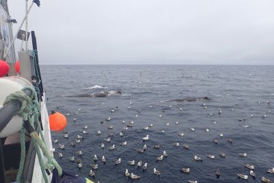 Cachalot macrocéphale, Mer de Baffin