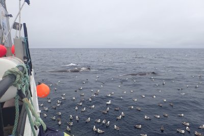 Cachalot macrocphale, Mer de Baffin