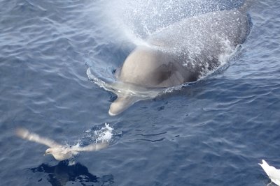 Baleine à bec commune, Mer de Baffin