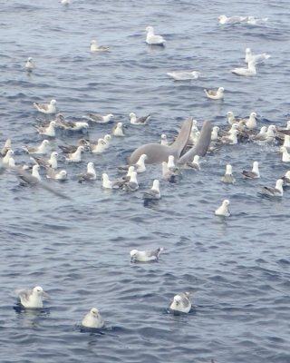 Baleine à bec commune, Mer de Baffin