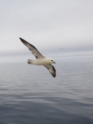 Fulmar boréal, Mer de Baffin