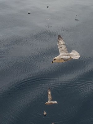 Fulmar boral, Mer de Baffin