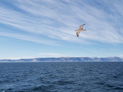 Fulmars boraux, Dtroit de Davis