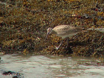 Courlis corlieu, Kamouraska