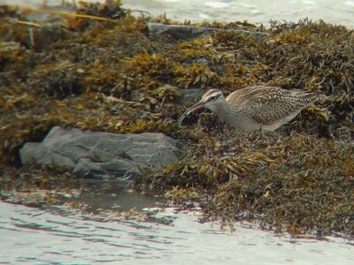 Courlis corlieu, Kamouraska