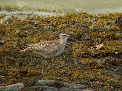 Courlis corlieu, Kamouraska