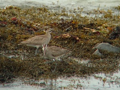 Courlis corlieu, Kamouraska