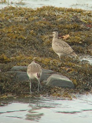 Courlis corlieu, Kamouraska