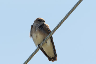 swallows
