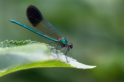 dragonflies_damselflies_antlion