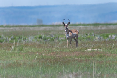 Pronghorn Antalope 