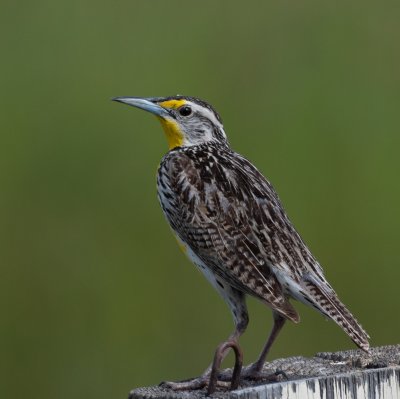 blackbirds__meadowlarks