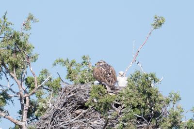 Ferruginous Hawk Nest 