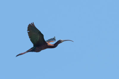 White-faced Ibis