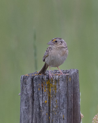 Grasshopper Sparrow 