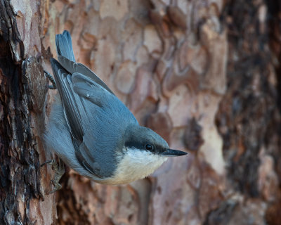 nuthatches_creepers