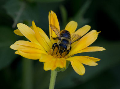 Bee-lude