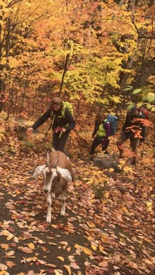 Yeos hiking with their goat