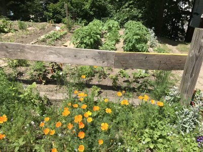 Crescent St. Garden poppies and potatoes