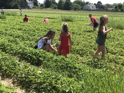 Picking strawberries at Maxwells