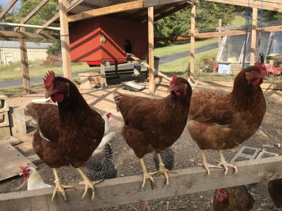 Tennessee Chickens